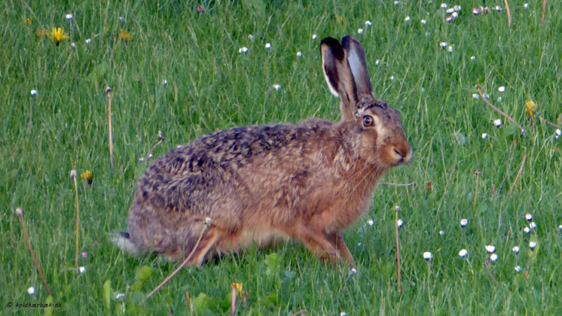 Hare ved Koldkær Bæk. 13-5-2014. Bemærk de forholdsvise mørke ører. Se kommentarerne til haren i vinterlandskab.